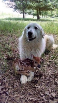 
                    
                        These two fast friends. | 61 Images Of Animals That Are Guaranteed To Make You Smile
                    
                