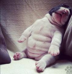 
                    
                        Look at his little tummy! That's a lotta rolls!
                    
                