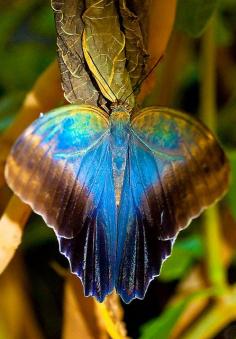 
                    
                        Butterfly with Gorgeous Colors Also so cute do you think the same thing
                    
                