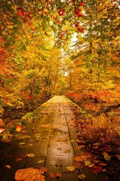 Stepping into the Leaf Season.