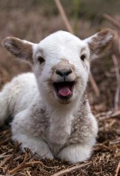 happiest lamb ever