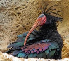 
                    
                        The Northern Bald Ibis, Hermit Ibis, or Waldrapp
                    
                