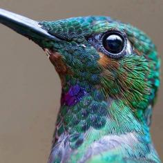 Hummingbird color palette