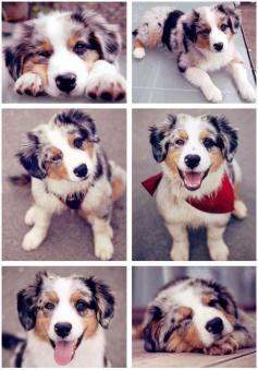 
                    
                        Australian shepherd puppy
                    
                