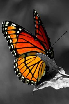 
                    
                        ~Monarch Butterfly ~"His talent was as natural as the pattern that was made by the dust on a butterfly’s wings. At one time he understood it no more than the butterfly did and he did not know when it was brushed or marred." Ernest Hemingway~
                    
                