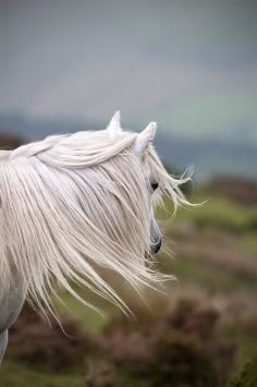 
                    
                        Feral Welsh mountain ponies, Snowdonia National Park. Beautiful picture.
                    
                