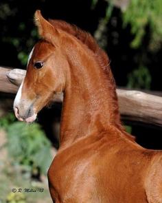 
                    
                        Saddlebred foal
                    
                