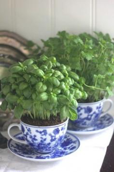 
                    
                        Herbs in the sunniest window and just love the cup and saucers
                    
                