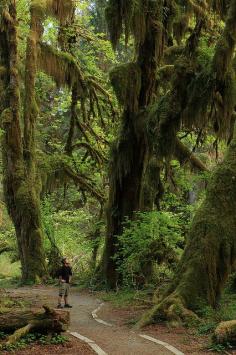 It's so beautiful here.  Hall of Mosses, Hoh Rain Forest, Olympic National Park, Washington