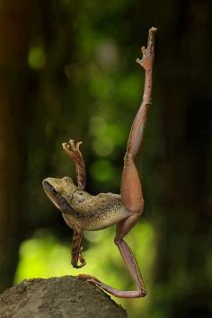 
                    
                        Frog ballet.
                    
                