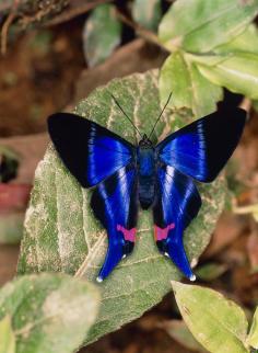 
                    
                        Butterfly Rhetus Sp. (riodinidae) from Ecuador by Dr. Morley Read
                    
                