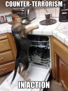 
                    
                        LOL.  German Shepherds are so smart.
                    
                