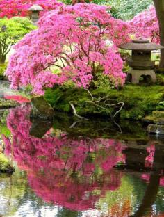 
                    
                        Sakura Reflection
                    
                