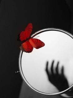 red butterfly | Very cool photo blog