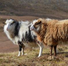 
                    
                        Foula sheep
                    
                