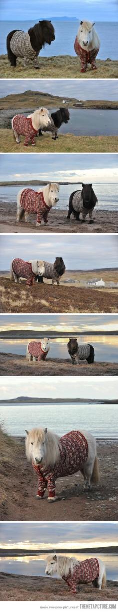 
                    
                        Ponies wearing cardigans…
                    
                