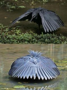 
                    
                        Black Heron shades water with wings to see prey better
                    
                