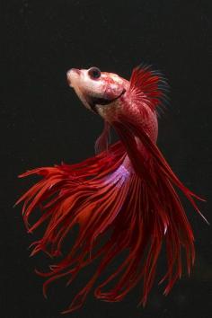 Beautiful Crowntail betta (Siamese fighting fish) • photo: Andrew Williams on Flickr by catrulz