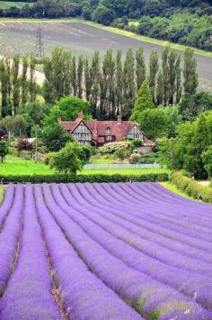 
                    
                        Lavender Fields in France
                    
                