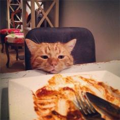 
                    
                        10 Cats Who Are Trying Really Hard To Be Patient For Dinner
                    
                