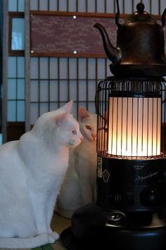 
                    
                        Cats warming up by the Japanese heater. As a general rule, Japanese houses (and even many public buildings) don't have any central heating.
                    
                