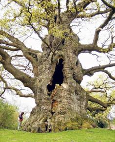 Majesty oak..Kent England. ..500 -600 years old....what an amazing tree