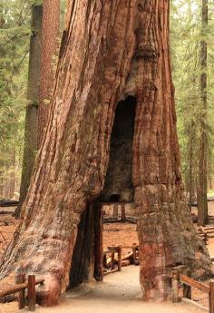 
                    
                        Sequoia Tree at Yosemite National Park, California #travel #places
                    
                