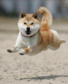 Shiba! You are the best jumper~~! #dog #puppy #dog lovers #Shiba Inu