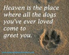Dog Heaven