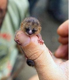 
                    
                        Baby Mouse Lemur via Wildlife and Nature Pictures
                    
                