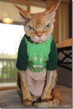 
                    
                        (The dreaded Christmas sweater) You've had your fun, now TAKE IT OFF! This cat gives Grumpy cat a run for his money...
                    
                
