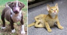 
                    
                        Ten amazing before-and-after pet-recovery pictures. God Bless the Rescuers!!!! Thank you!
                    
                