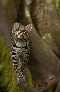 The ocelot also known as the dwarf leopard, is a wild cat distributed extensively over South America