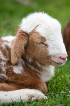 Cute baby goat