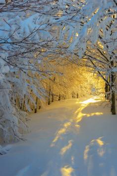 
                    
                        Sunrise in the snowy woods by Roberto Melotti - via: sundxwn: - Imgend
                    
                