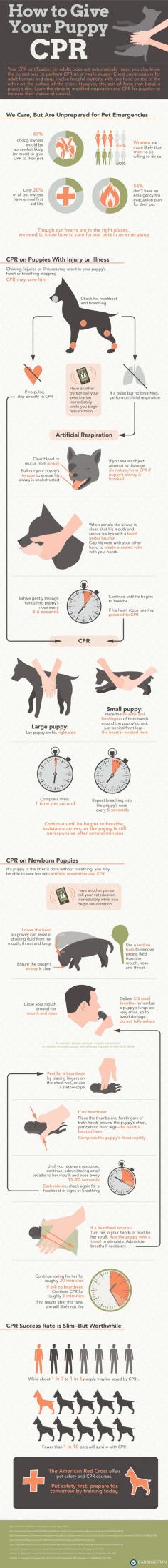 How to give your puppy CPR - Safety first at the Ranch!