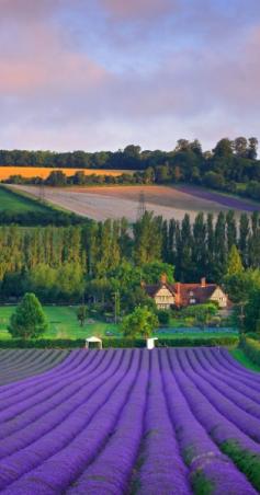 
                    
                        Castle Farm lavender harvest in Shoreham ~ Kent, England •
                    
                