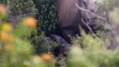 
                    
                        Rhino Who Survived Poaching Attack Delivers Another Miracle
                    
                