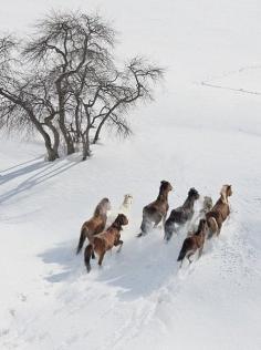 Horses in winter snow