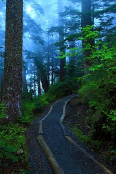 
                    
                        Foggy Lake Trail, Mt. Baker-Snoqualmie National Forest, Washington
                    
                