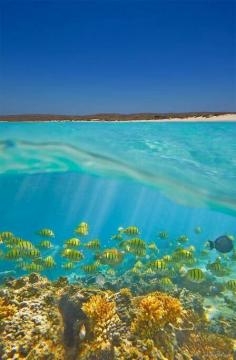 Ningaloo Reef is a fringing coral reef located off the west coast #Australia by beautiful wedding dress