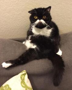 
                    
                        13 Cats Born With Perfect Mustaches
                    
                