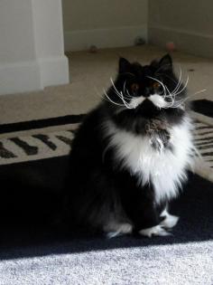 
                    
                        13 Cats Born With Perfect Mustaches
                    
                