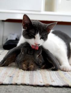 Bath time for bunny LOVE OF CAT FOR BUNNY AND BUNNY FOR CAR.