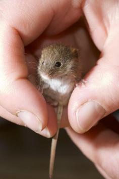 
                    
                        baby harvest mouse...so cute
                    
                