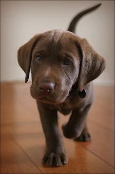 
                    
                        Chocolate Lab Puppy
                    
                