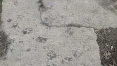 
                    
                        Doggie prints in cement
                    
                