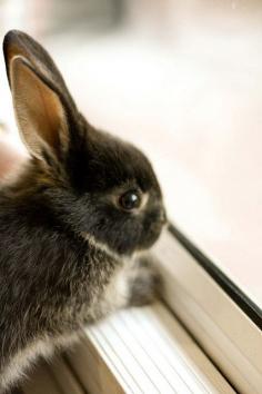 baby bunny!!!