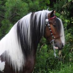 
                    
                        Gypsy Vanner
                    
                