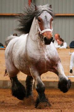 
                    
                        Bay roan Brabant stallion "Rufus"
                    
                